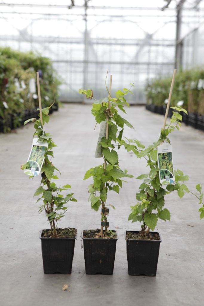 Humulus lupulus 'Aureus' cont. 1L (P11) +f