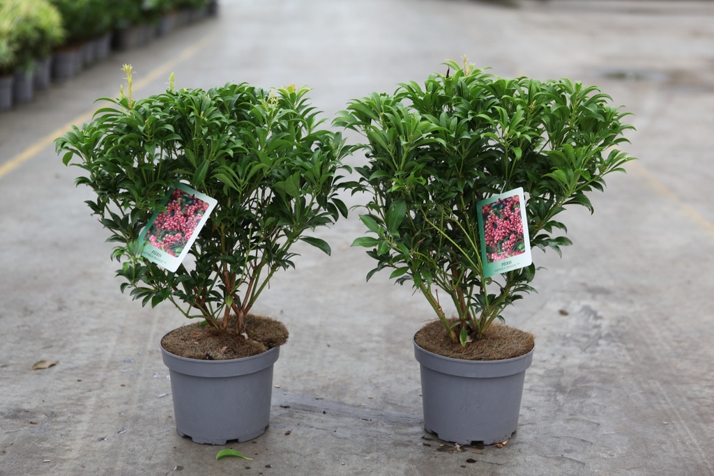 [P] Pieris japonica 'Passion' (PBR) cont. 3L 30-40 cm +ф