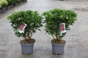 Pieris japonica 'Passion' (PBR) Kont. 3L 30-40 cm +B