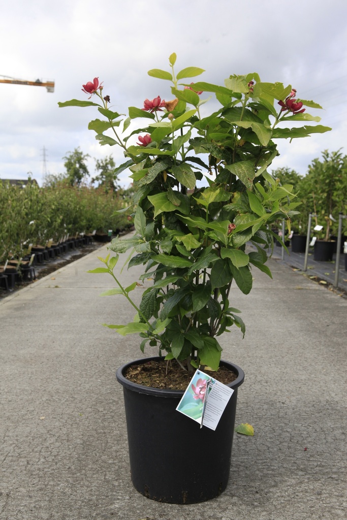 [P] Calycanthus Proven Winners® 'Aphrodite' cont. 25L 125-150 cm +B