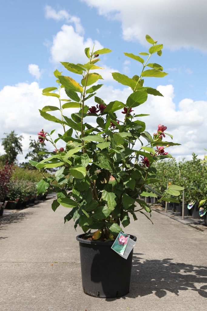 [P] Calycanthus Proven Winners® 'Aphrodite' cont. 25L 125-150 cm +p