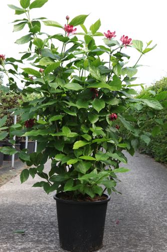[P] Calycanthus Proven Winners® 'Aphrodite' cont. 25L 125-150 cm +p
