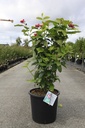 Calycanthus Proven Winners® 'Aphrodite' cont. 25L 125-150 cm +f