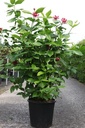 Calycanthus Proven Winners® 'Aphrodite' cont. 25L 125-150 cm +p