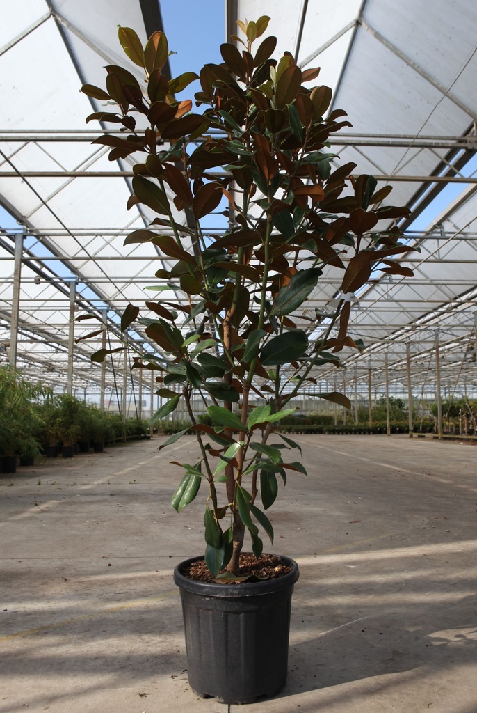 Magnolia grandiflora 'Goliath' Kont. 25L 125-150 cm