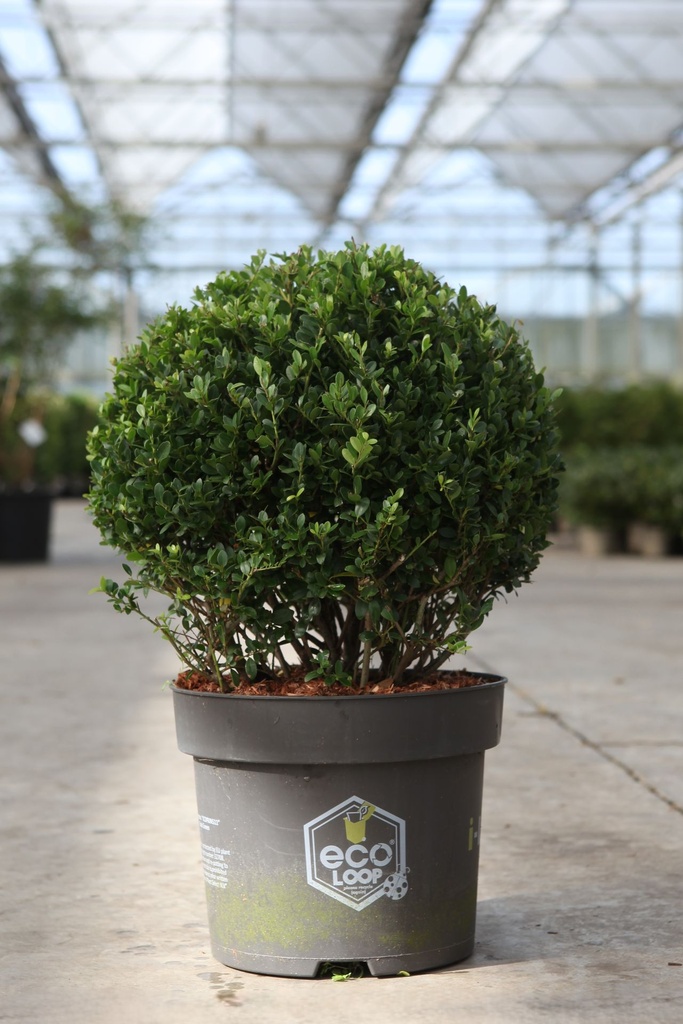 Ilex crenata 'Dark Green®' cont. 3L 20/+ cm bol