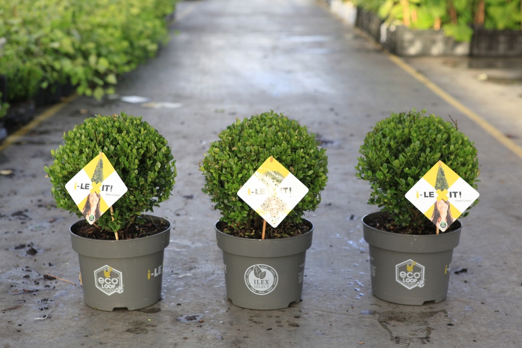 [P] Ilex crenata 'Dark Green®' cont. 3L 20/+ cm bol