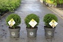 Ilex crenata 'Dark Green®' cont. 3L 20/+ cm шар