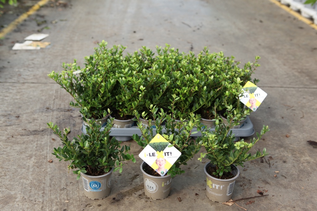 [P] Ilex crenata 'Dark Green®' cont. 0,4L (P9) 15-20 cm