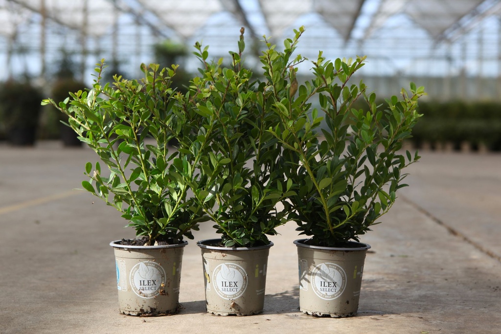 Ilex crenata 'Dark Green®' cont. 0,4L (P9) 15-20 cm