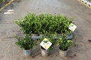 Ilex crenata 'Dark Green®' Kont. 0,4L (P9) 15-20 cm