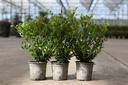 Ilex crenata 'Dark Green®' cont. 0,4L (P9) 15-20 cm
