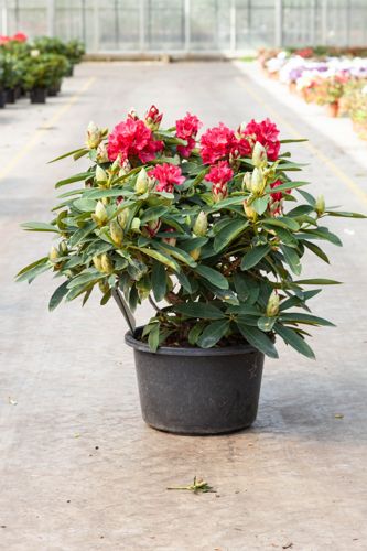Rhododendron 'Wilgen's Ruby' cont. 18L 80/+ cm