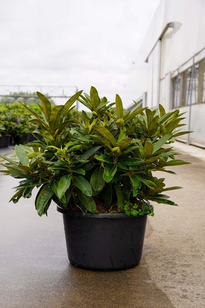 [P] Rhododendron 'Wilgen's Ruby' vaso 18L 80/+ cm