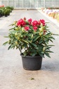 Rhododendron 'Wilgen's Ruby' cont. 18L 80/+ cm