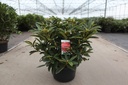Rhododendron 'Wilgen's Ruby' cont. 18L 80/+ cm