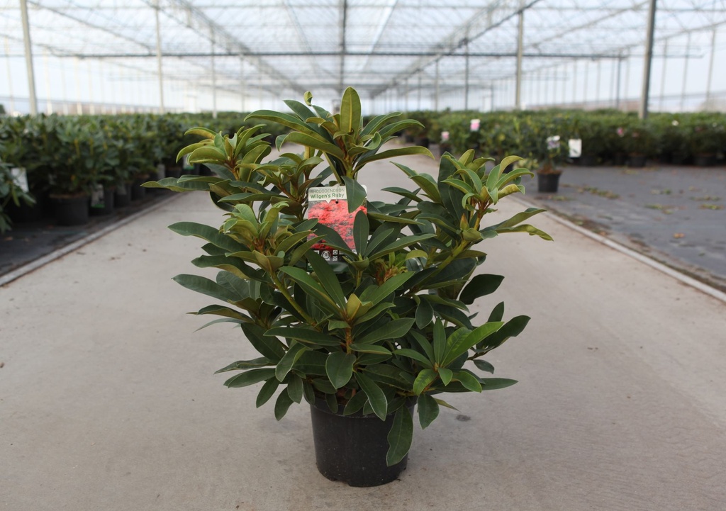 [P] Rhododendron 'Wilgen's Ruby' cont. 5L 40-50 cm (red) +p