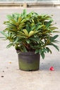 Rhododendron 'Wilgen's Ruby' cont. 5L 40-50 cm (red) +ф