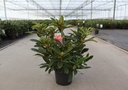 Rhododendron 'Wilgen's Ruby' cont. 5L 40-50 cm (red) +p
