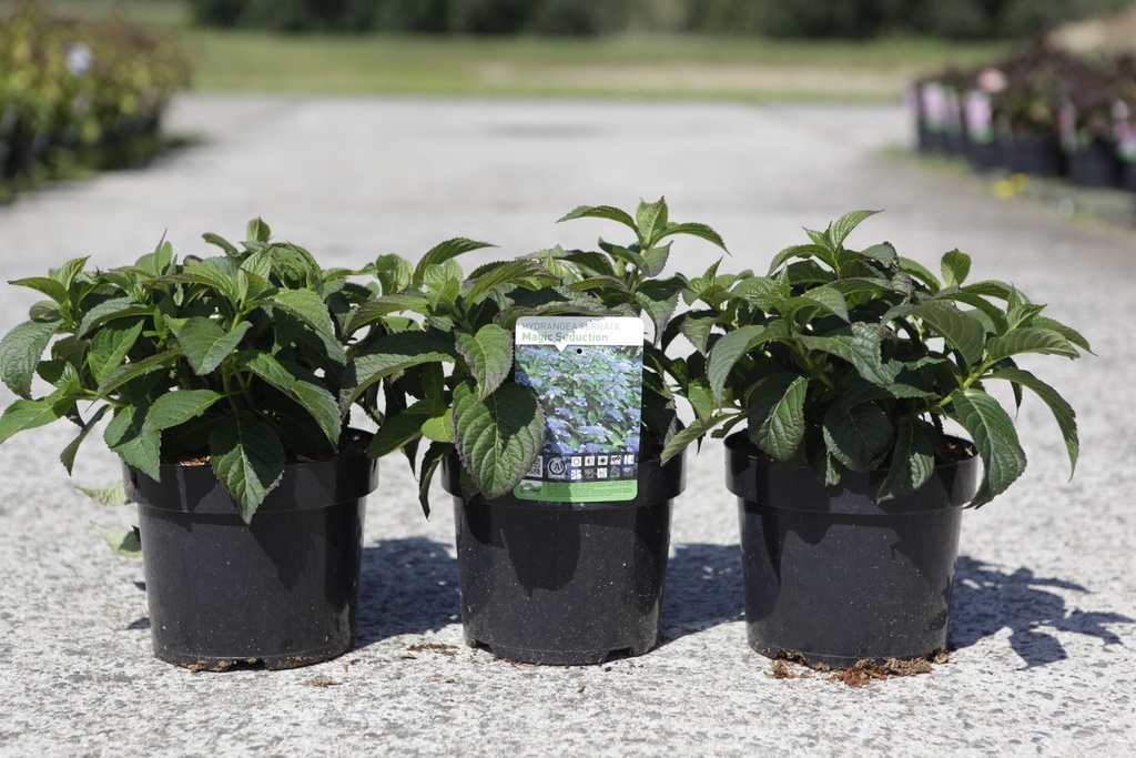 Hydrangea serrata MAGIC SEDUCTION (PBR) cont. 3,6L 25-30 cm +p