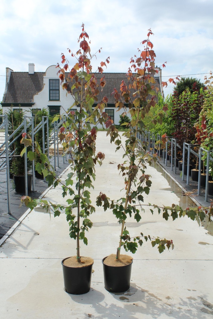 [P] Acer rubrum 'Summer Red' cont. 12L 150-175 cm junger Baum +B