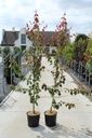 Acer rubrum 'Summer Red' cont. 12L 150-175 cm spil +f