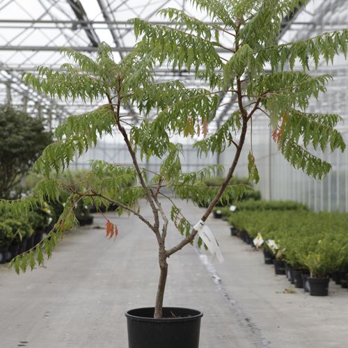 [P] Rhus typhina 'Dissecta' cont. 15L 100/+ cm +ф