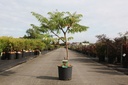 Rhus typhina 'Dissecta' cont. 15L 100/+ cm +B