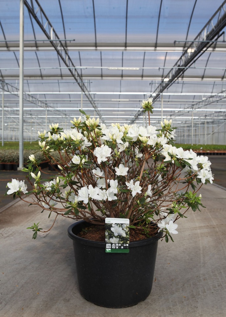[P] Rhododendron (AJ) 'Luzi' cont. 30L 80/+ cm +B