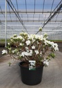 Rhododendron (AJ) 'Luzi' cont. 30L 80/+ cm +p