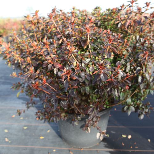 [P] Rhododendron (AJ) 'Stewartstonian' cont. 30L 80/+ cm +ф