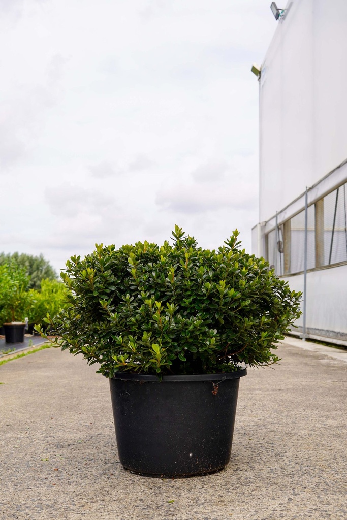 [P] Rhododendron (AJ) 'Stewartstonian' cont. 30L 80/+ cm +f