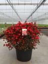 Rhododendron (AJ) 'Stewartstonian' cont. 30L 80/+ cm +B