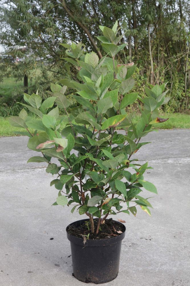 Calycanthus floridus cont. 10L 60-80 cm +B
