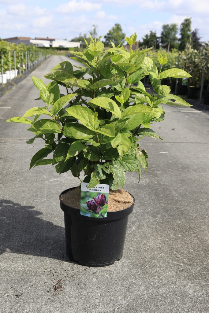 [P] Calycanthus floridus cont. 10L 60-80 cm +f