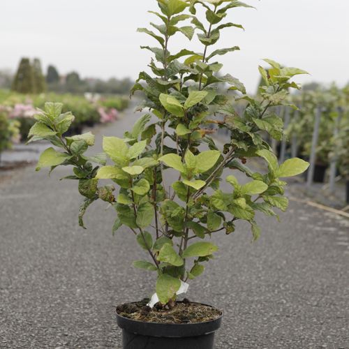 Calycanthus floridus cont. 10L 60-80 cm +p