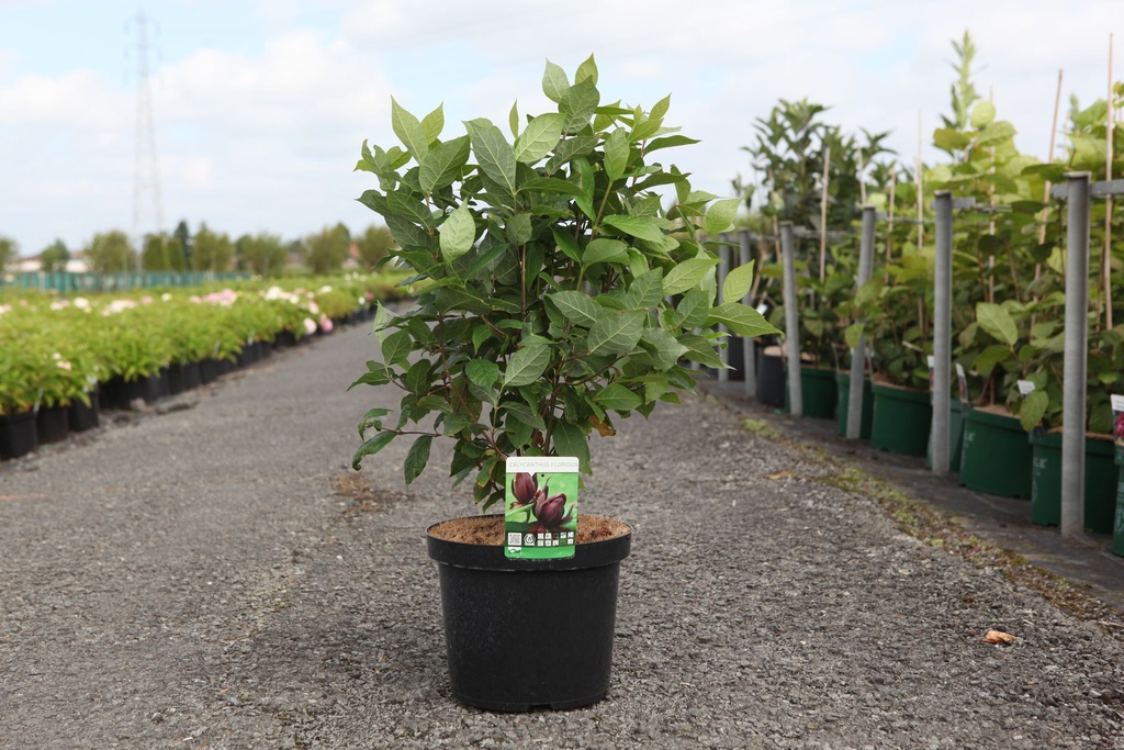 Calycanthus floridus cont. 10L 60-80 cm +p