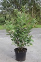 Calycanthus floridus cont. 10L 60-80 cm +B