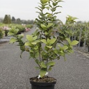 Calycanthus floridus cont. 10L 60-80 cm +p