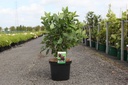 Calycanthus floridus cont. 10L 60-80 cm +p