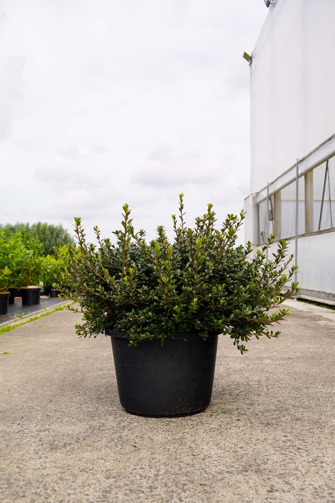 [P] Rhododendron (AJ) 'Amoena' cont. 30L 80/+ cm +f
