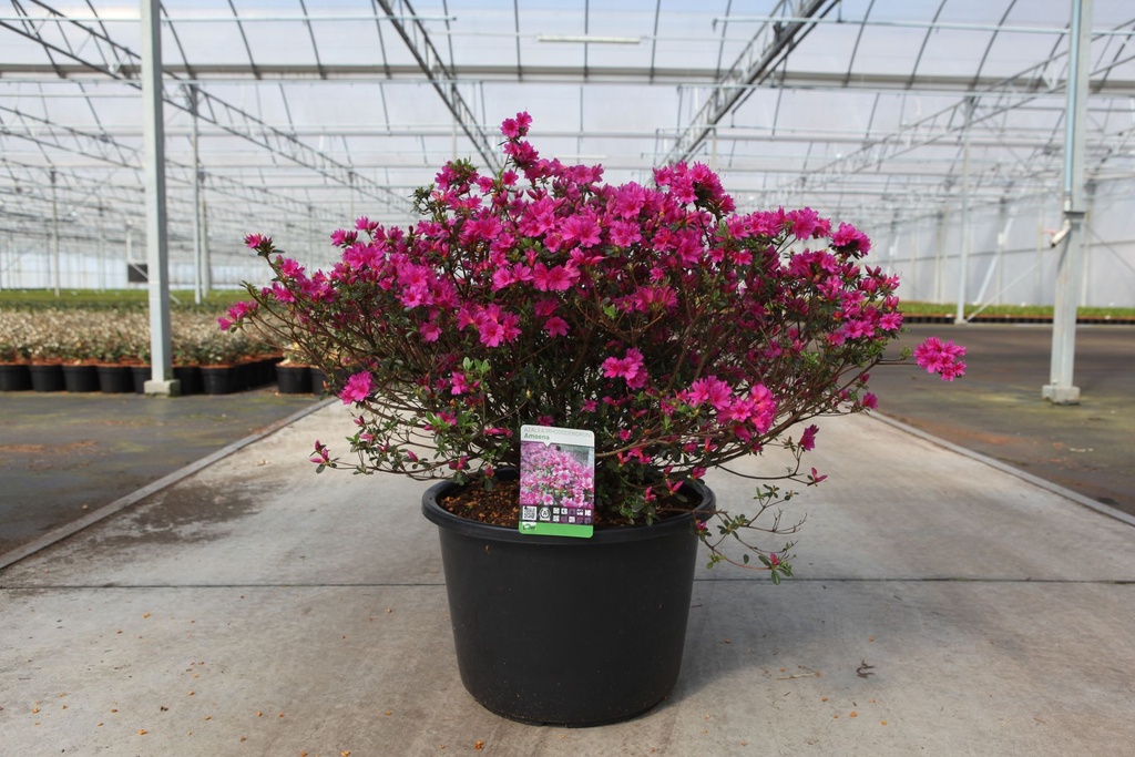 [P] Rhododendron (AJ) 'Amoena' cont. 30L 80/+ cm +p