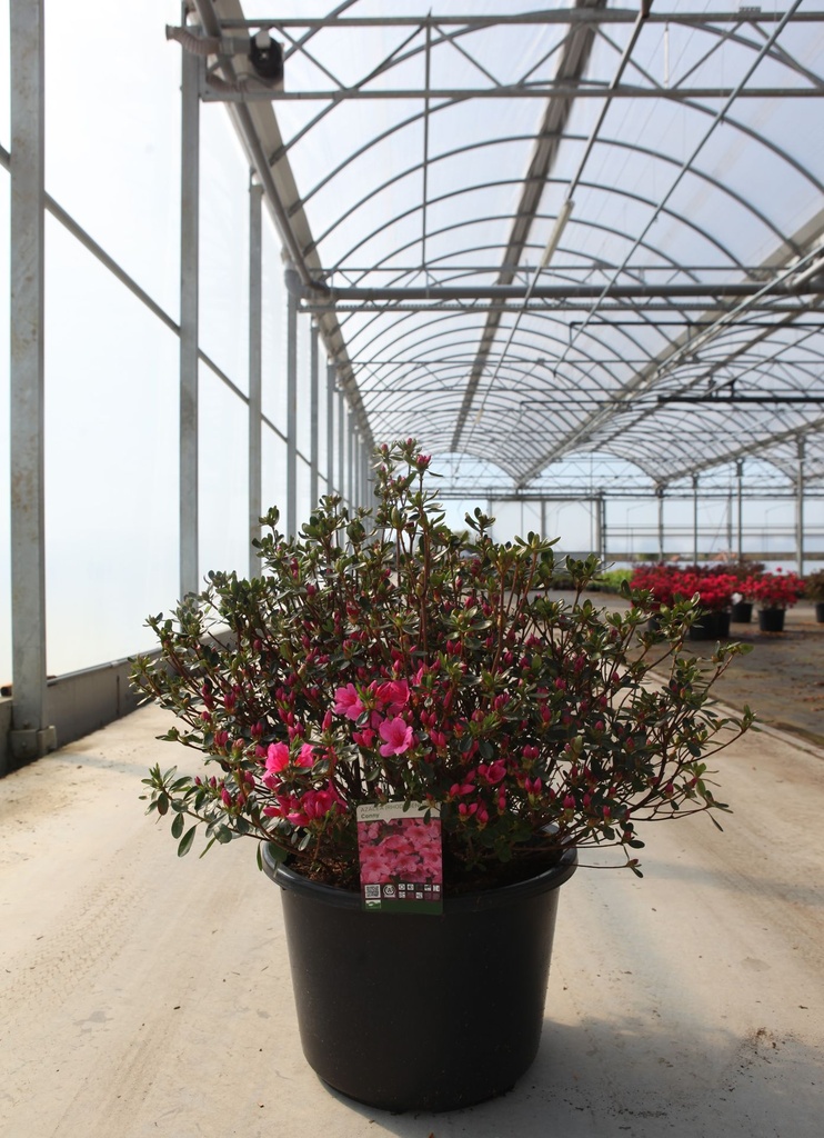 [P] Rhododendron (AJ) 'Conny' cont. 30L 80/+ cm +B