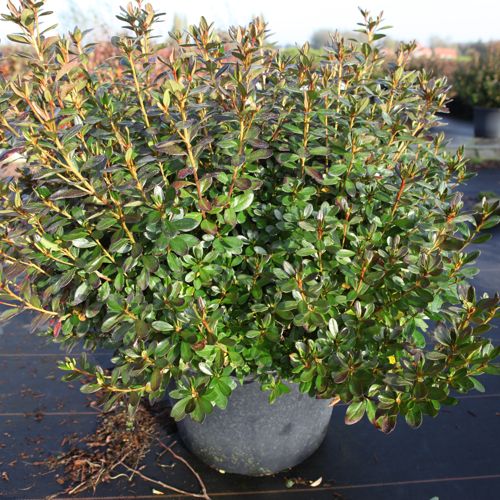 Rhododendron (AJ) 'Conny' cont. 30L 80/+ cm +p
