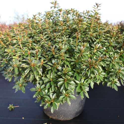 Rhododendron (AJ) 'Mad. van Hecke' cont. 30L 80/+ cm +B