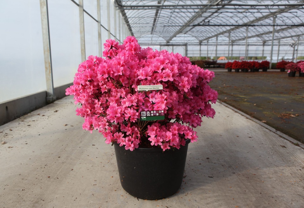 [P] Rhododendron (AJ) 'Mad. van Hecke' cont. 30L 80/+ cm +B