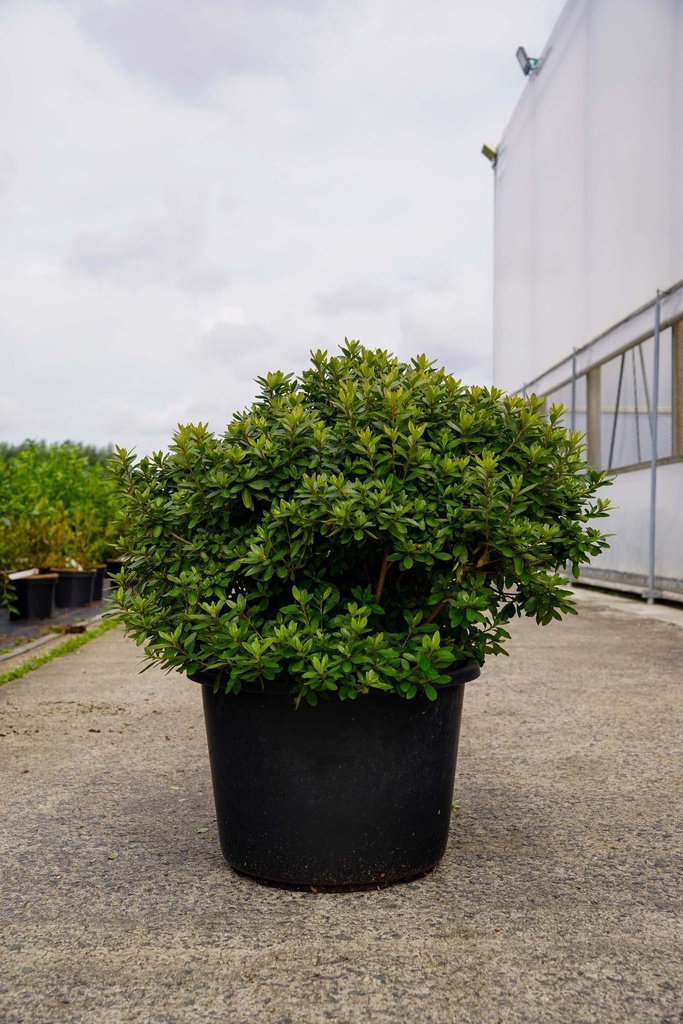 [P] Rhododendron (AJ) 'Mad. van Hecke' cont. 30L 80/+ cm +f