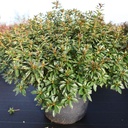 Rhododendron (AJ) 'Mad. van Hecke' cont. 30L 80/+ cm +B