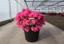 Rhododendron (AJ) 'Mad. van Hecke' cont. 30L 80/+ cm +p