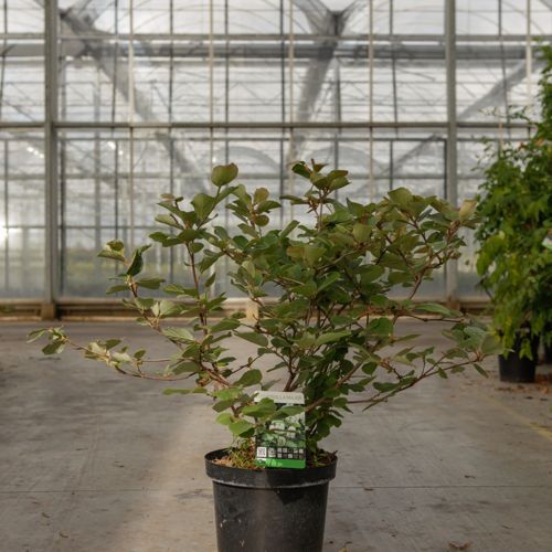 Fothergilla major cont. 7,5L 40-50 cm +B